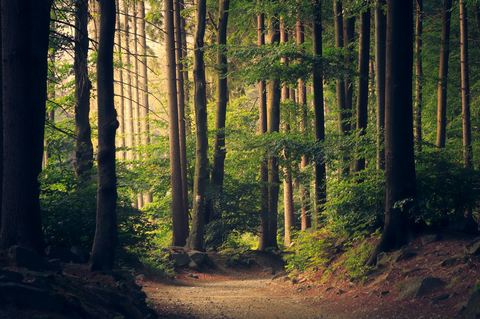 A quiet path through a sunlit green forest