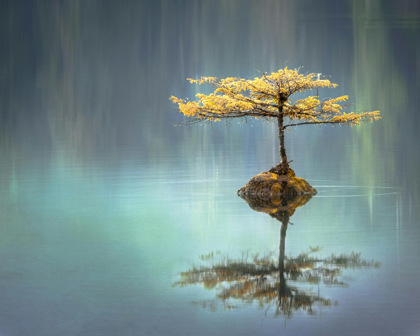 A small tree reflected in still teal water